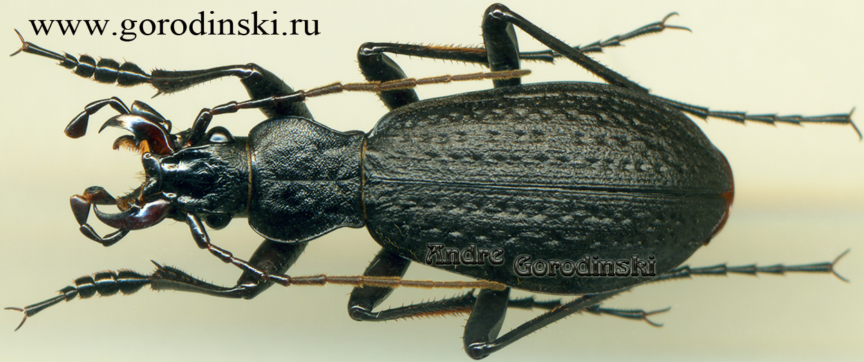 http://www.gorodinski.ru/carabus/Pseudocoptolabrus watanabei valdemar.jpg